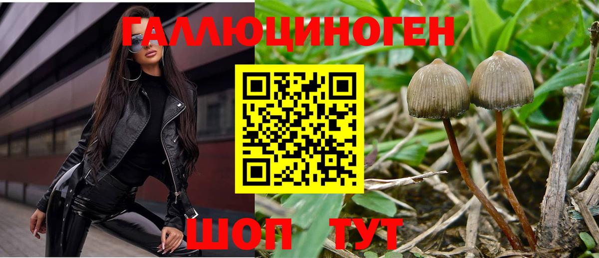 Новоалтайск  Псилоцибиновые грибы GOLDEN TEACHER  Вход с VPN 